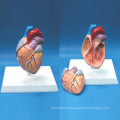 Modèle anatomique de coeur humain d&#39;enseignement supérieur de haute qualité (R120106)